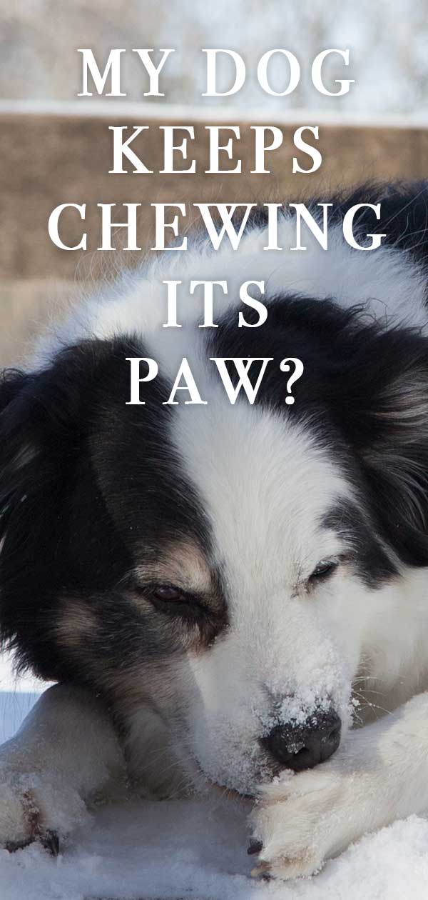 dog chewing paws