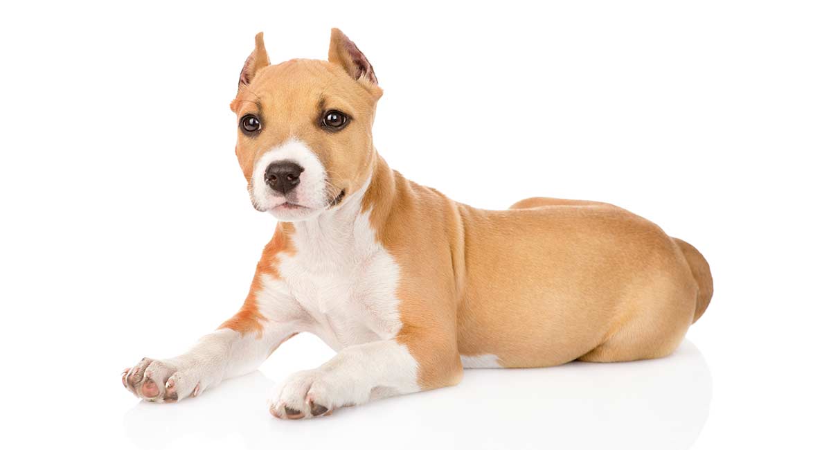 Dog Ear Cropping: Should You Have Your Dog’s Ears Cropped?