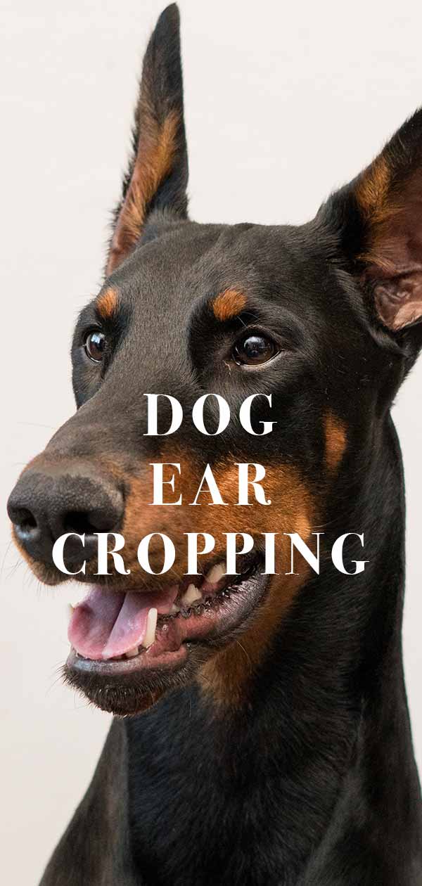 Dog Ear Cropping Should You Have Your Dogs Ears Cropped