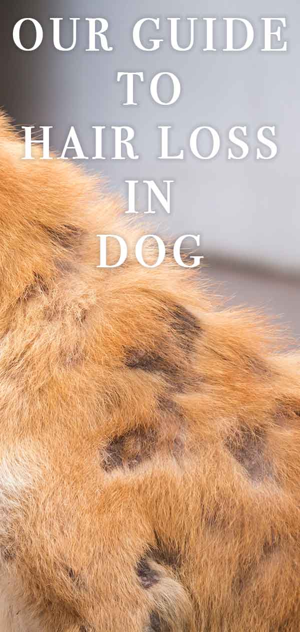 Dog Losing Hair - A Vet's Guide To 