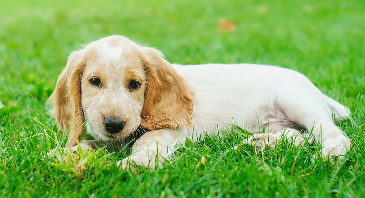 Dog Names That Start With M 140 M Names Perfect For Your Pooch