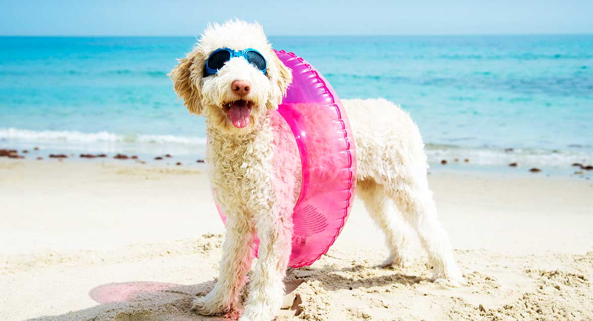 best sunscreen for white dogs