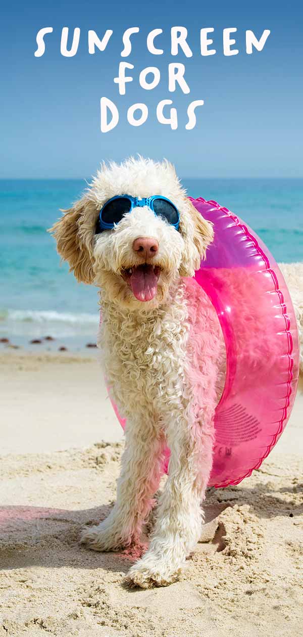 best dog sunscreen