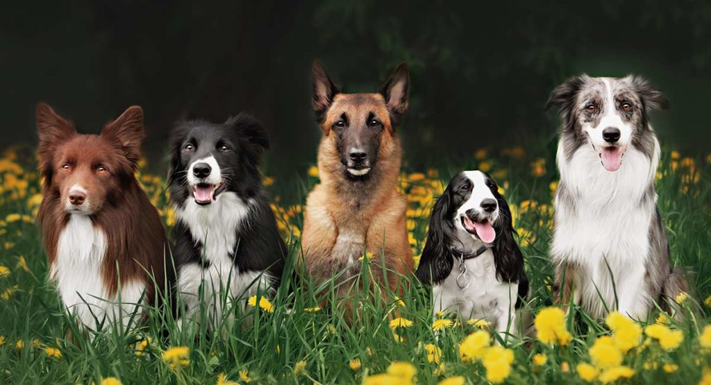 doggy daycare for puppies