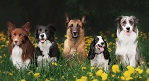 Learn more about doggy daycare.