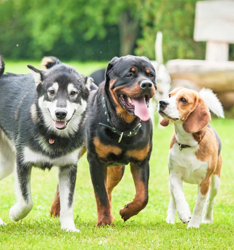 Doggy Daycare The Right Choice For You And Your Pup?