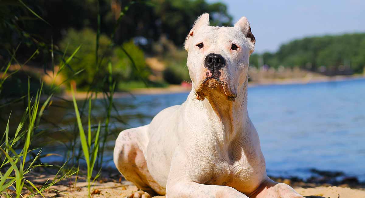  Dogo argentino