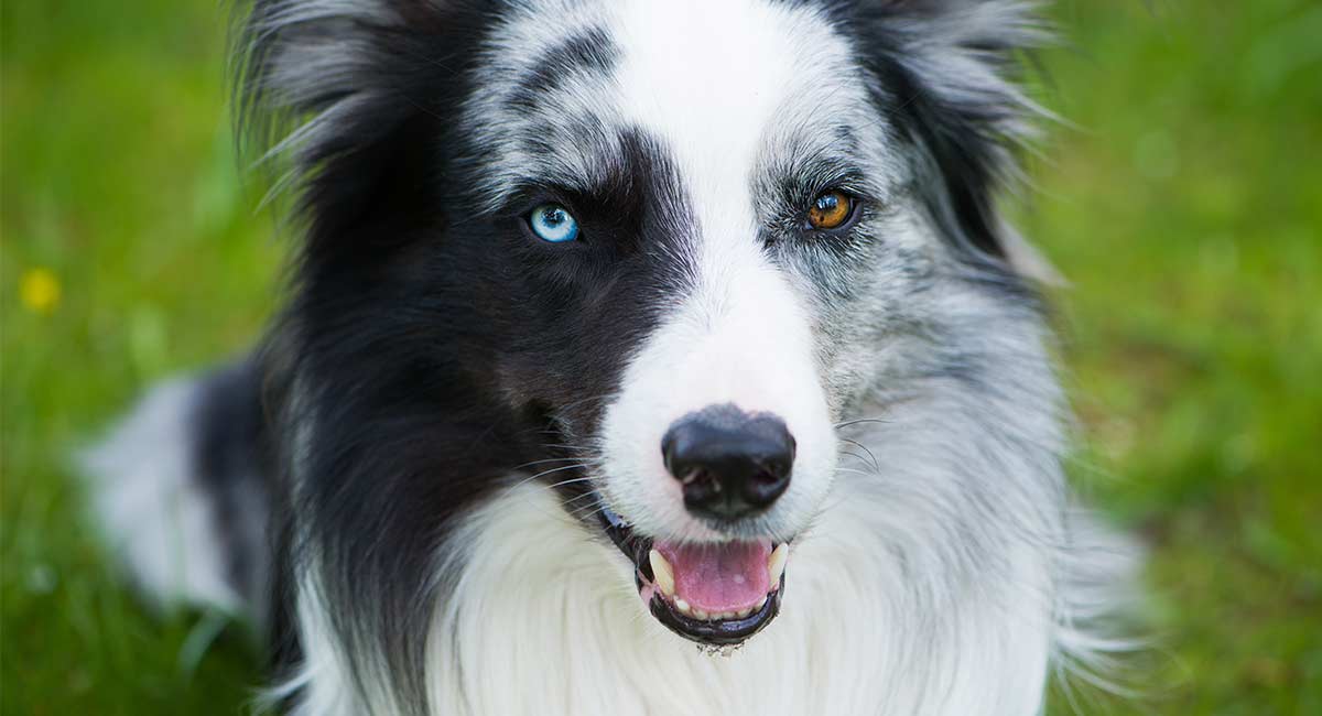 puppy with different colored eyes