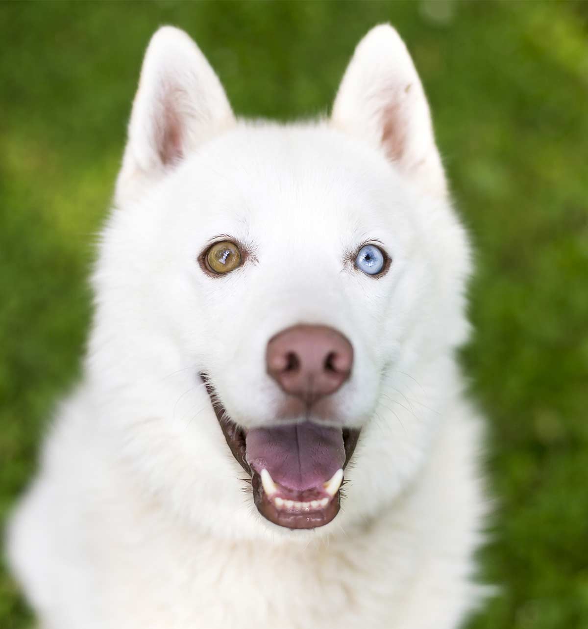 what colour eyes do dogs have