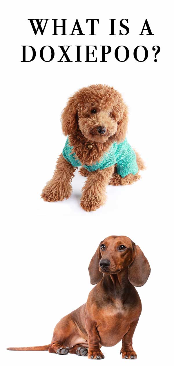 miniature dachshund cross poodle