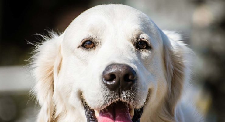 English Cream Golden Retriever Your Pale Goldie   English Cream Golden Retriever KHE Long 740x400 