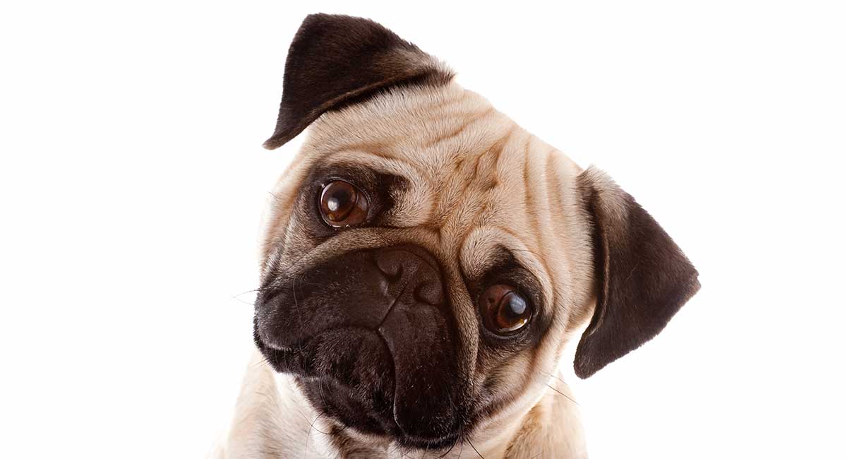 Fawn Pug Facts The Pale Pug Color