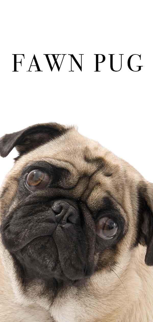 Fawn Pug Facts - The Pale Pug Color