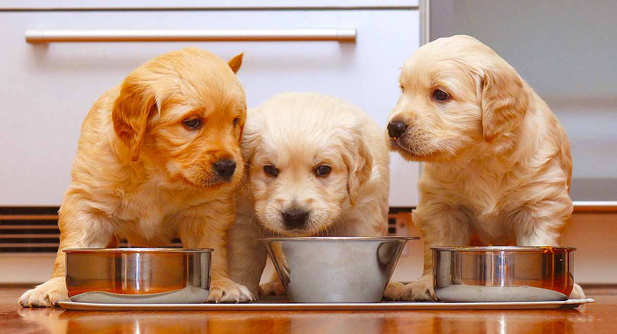 golden retriever diet food