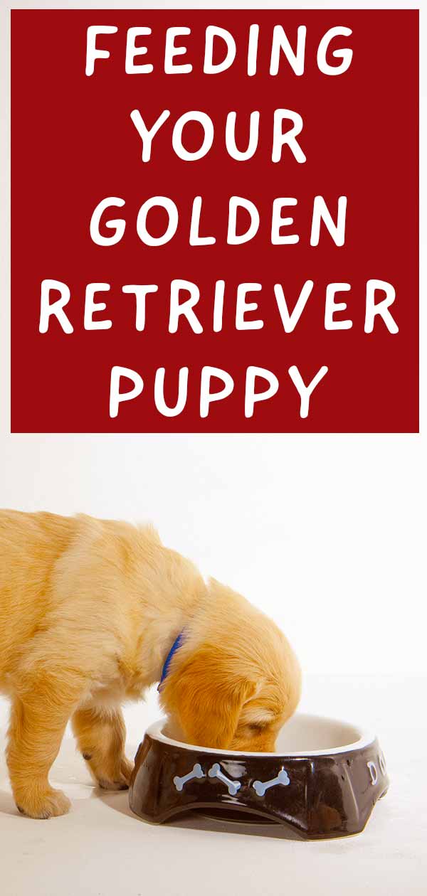 Golden Retriever Chart