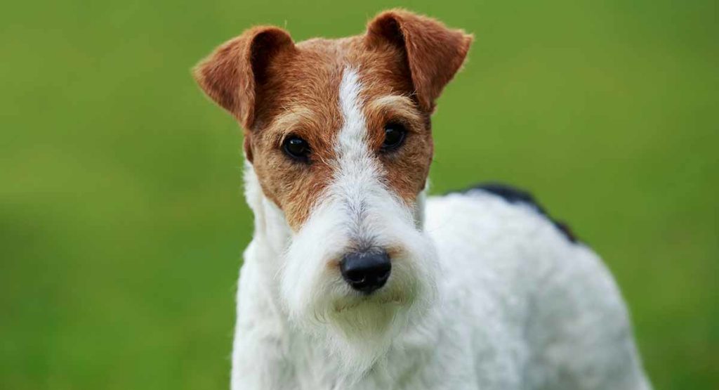 Short haired best sale wire terrier