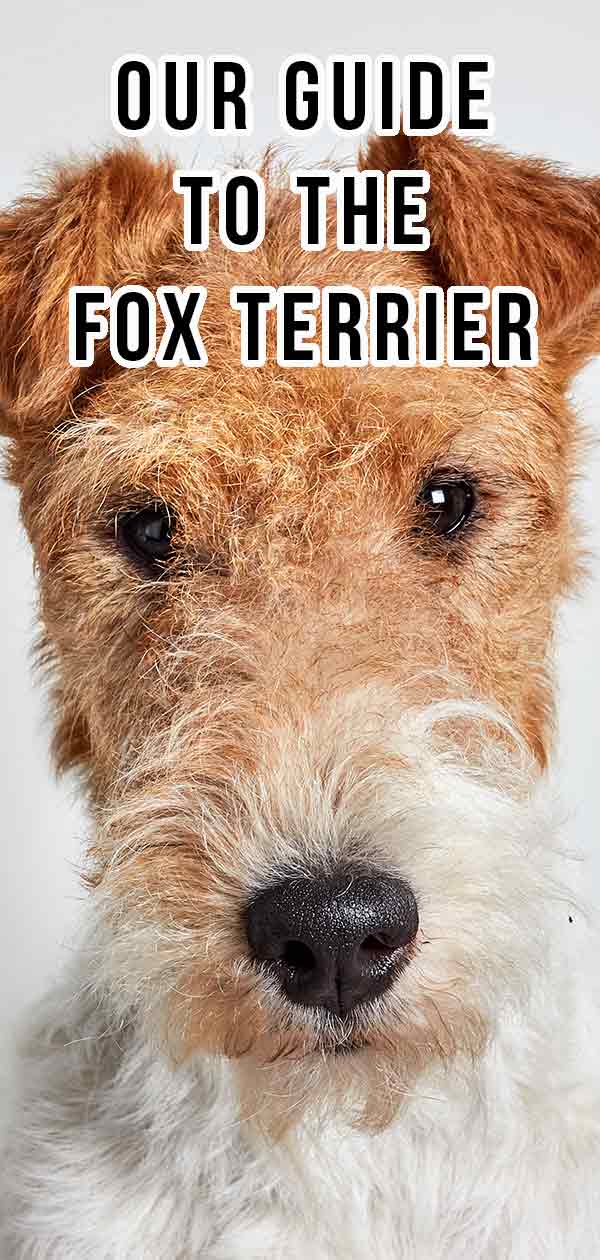 irish wire haired fox terrier