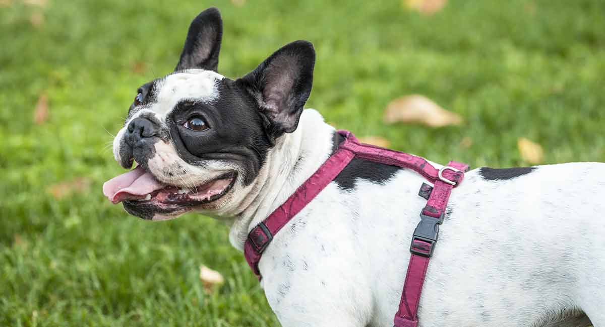 Best French Bulldog Harness and Information on Why to Use One