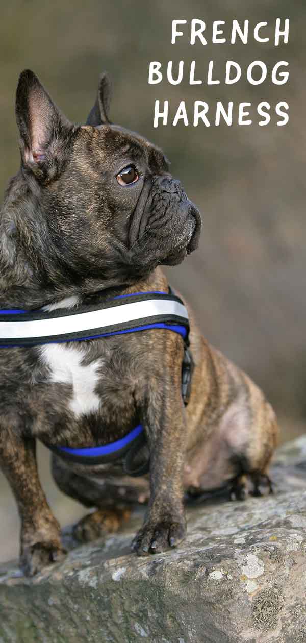 franse bulldog harnas