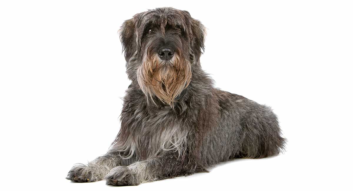 show me a giant schnauzer