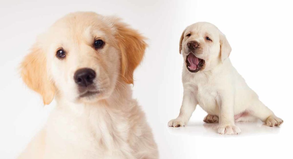 Goldador Golden Retriever Lab Mix Traits And Facts