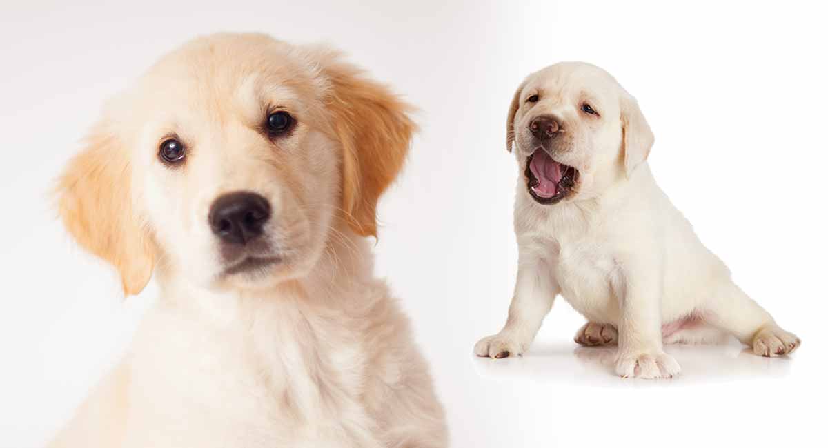 golden retriever cross labrador puppies