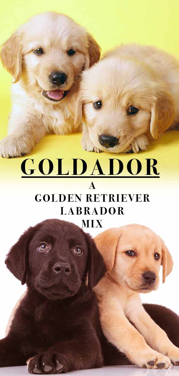 chocolate lab and golden retriever puppies