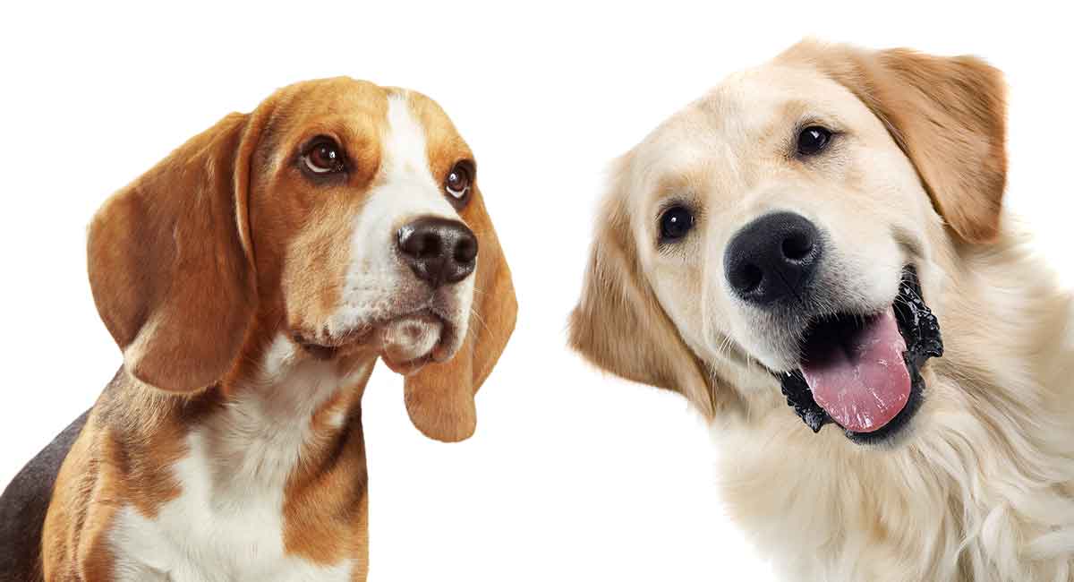 Golden Retriever Puppies And Beagle Wall Art, Canvas, 56% OFF