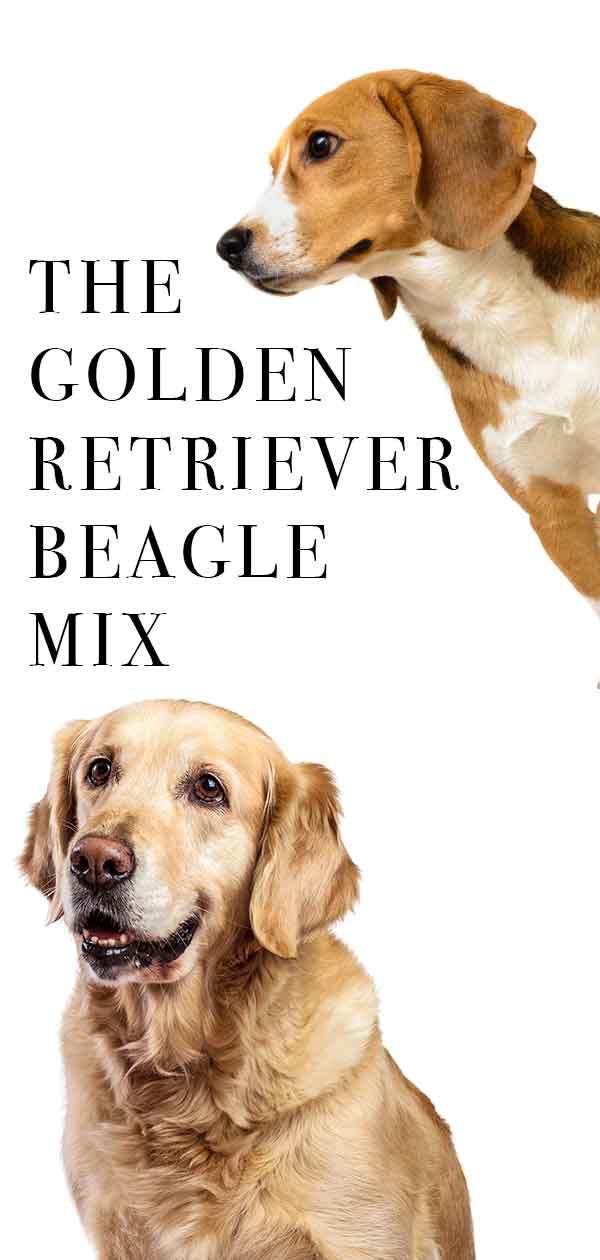 golden retriever beagle mix