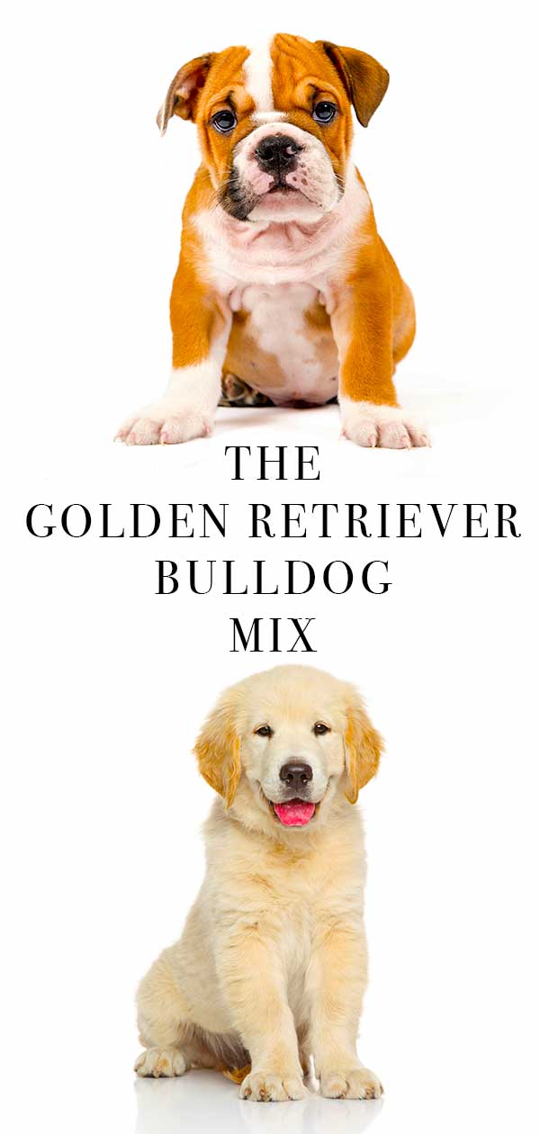 Amazing Golden Retriever Bulldog Mix in the world Learn more here 