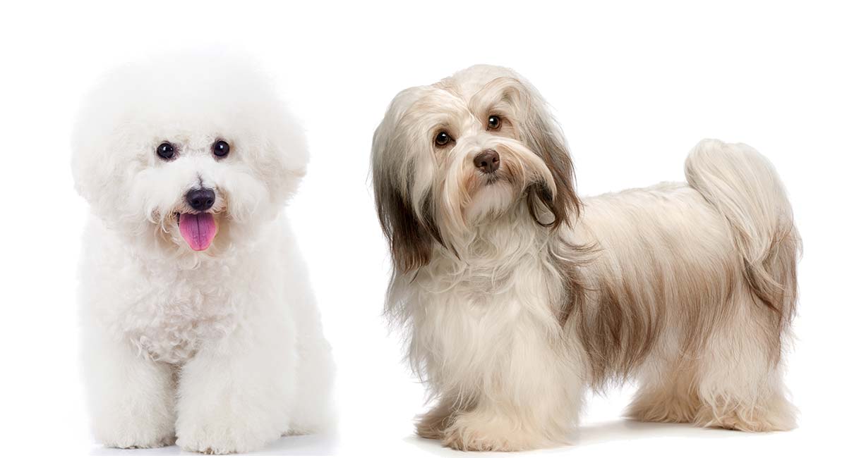 Havanese shedding best sale