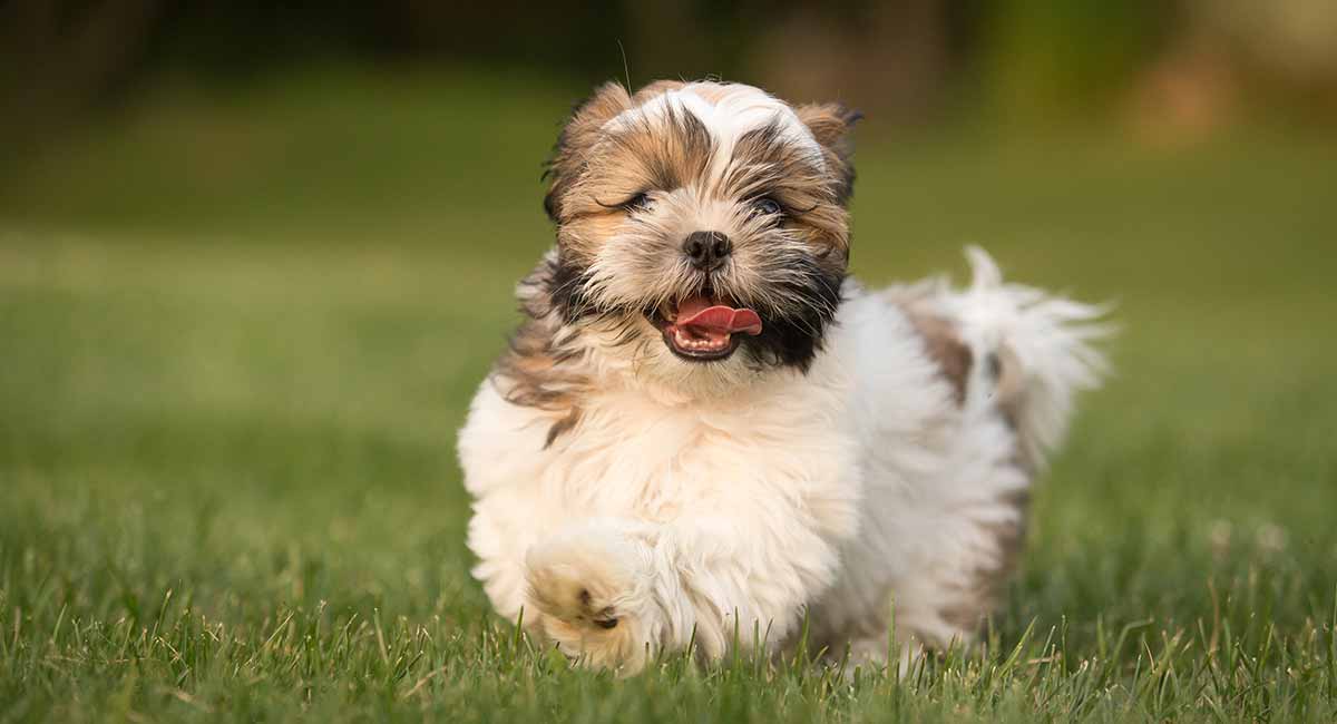 Havanese Dog Breed Information Center – A Guide To A Pint ...