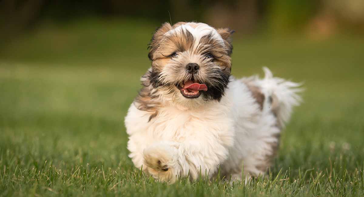 havanese dog long haired