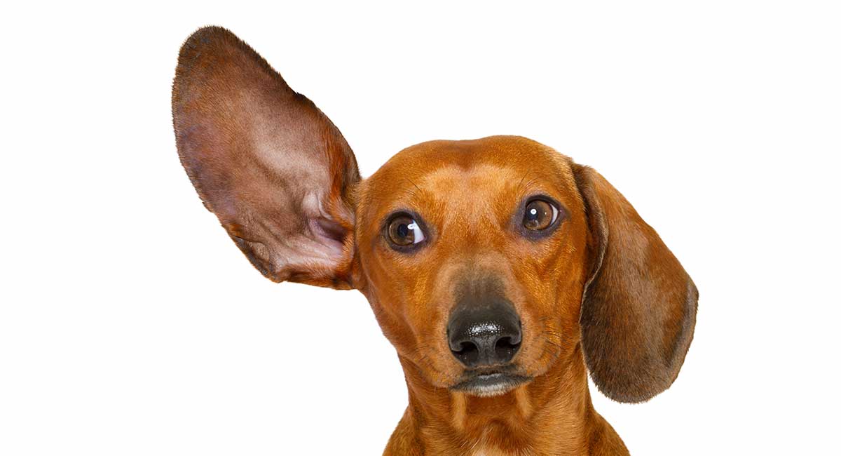 how can i help my dog gain hearing