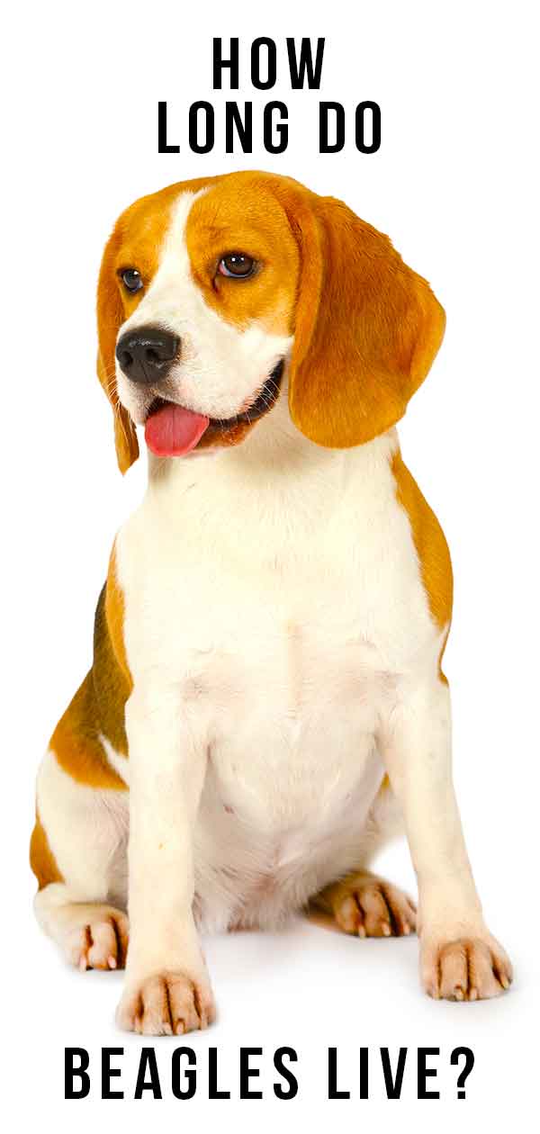 Beagle Lifespan How Long Do Beagles Live A Complete Guide