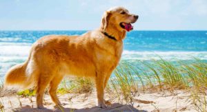 golden retriever colors