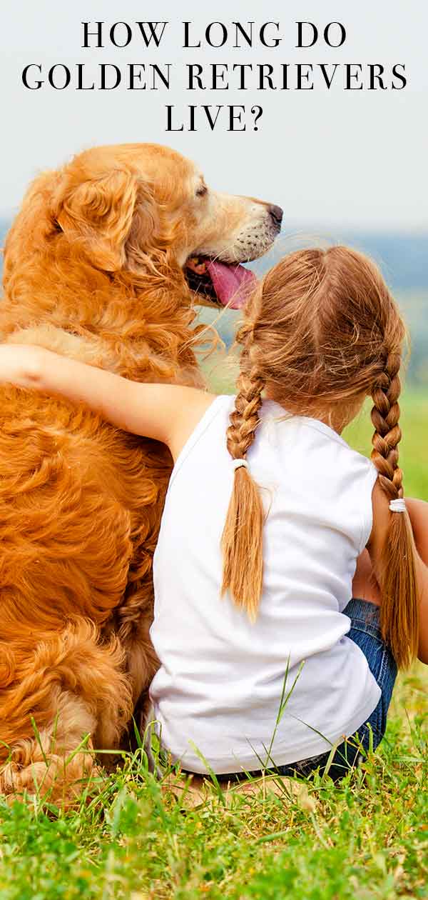 How Long Do Golden Retrievers Live A Golden Retriever Lifespan Guide