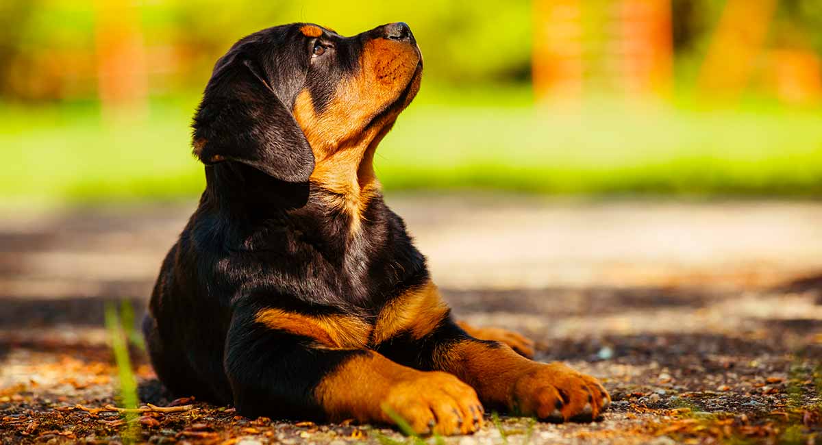 How long does a german rottweiler live