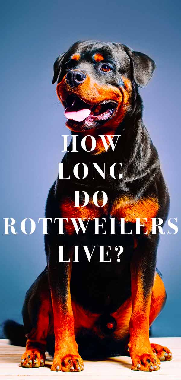 how long do rottweilers live