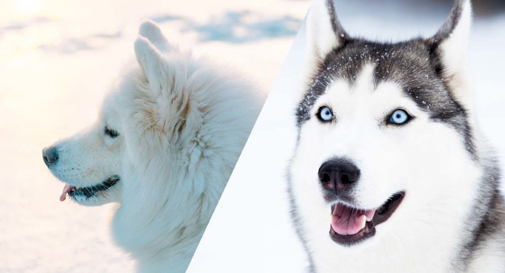 Huskimo Dog - The Siberian Husky and American Eskimo Mix Breed