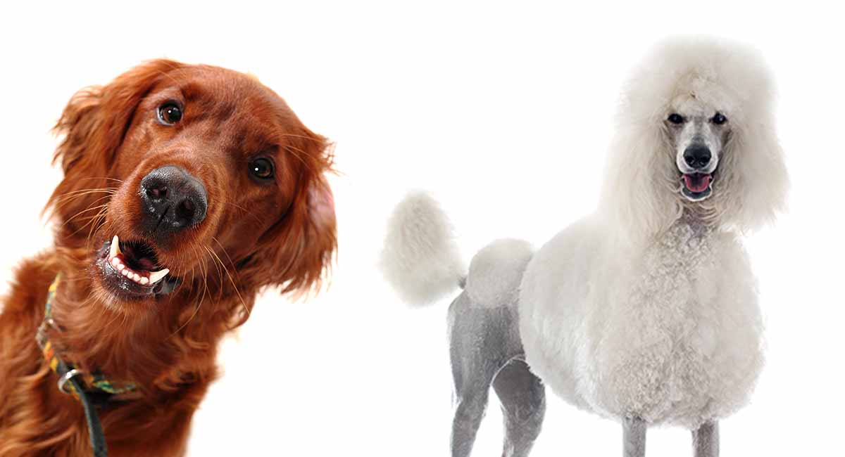 Irish Setter Size Chart