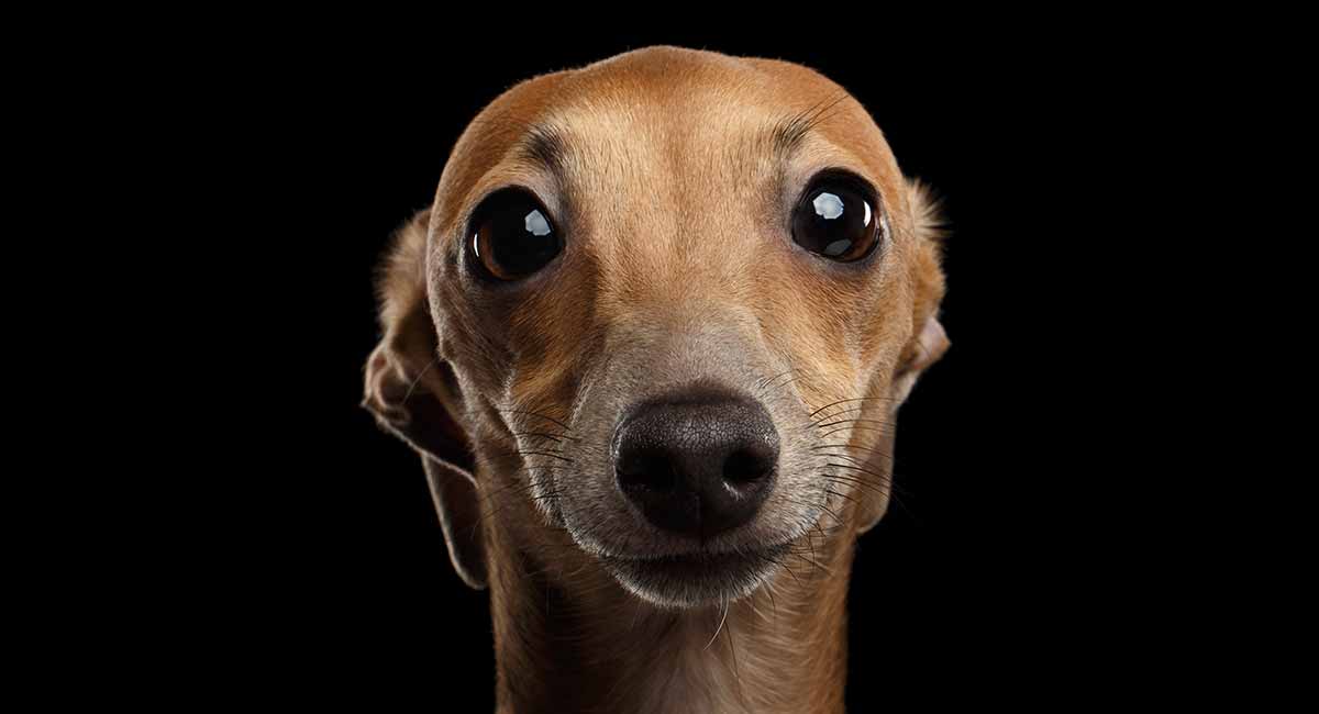 grey italian greyhound puppy