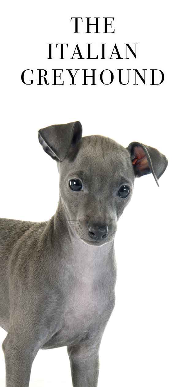 grey italian greyhound puppy