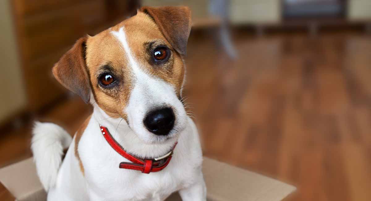 how many puppies can a jack russell terrier have