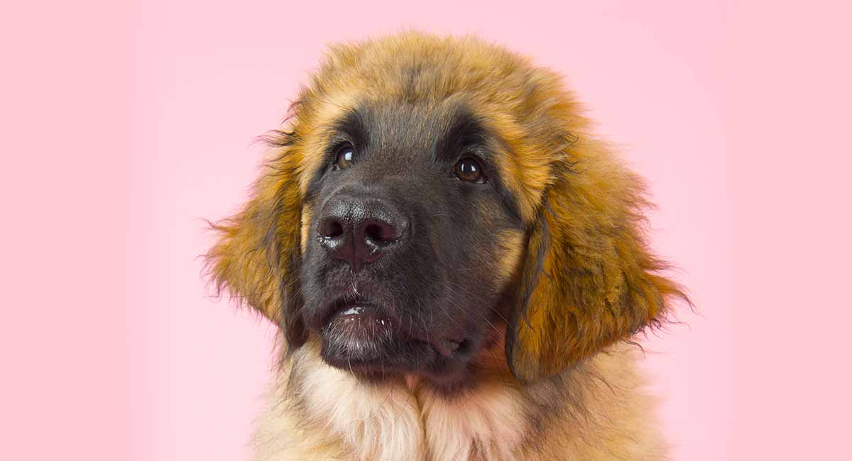 large german dog leonberger