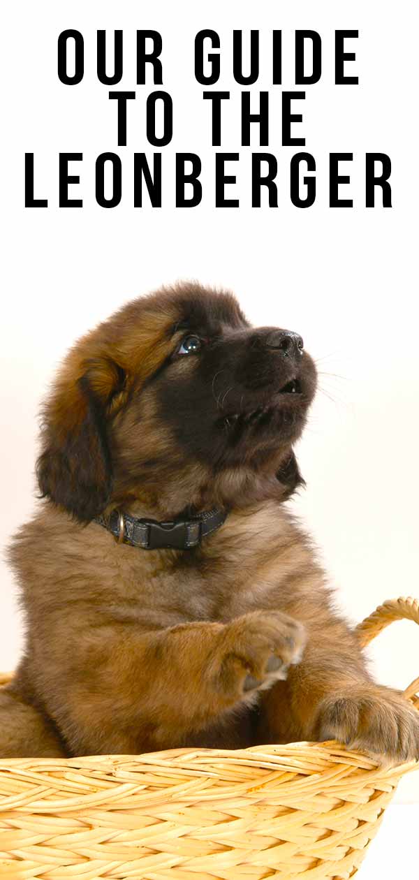 Take a look at the Leonberger puppy!