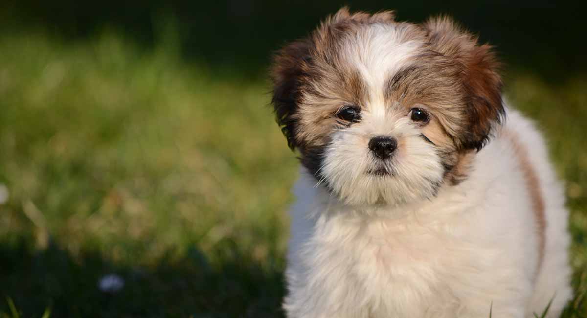 long hair lhasa apso