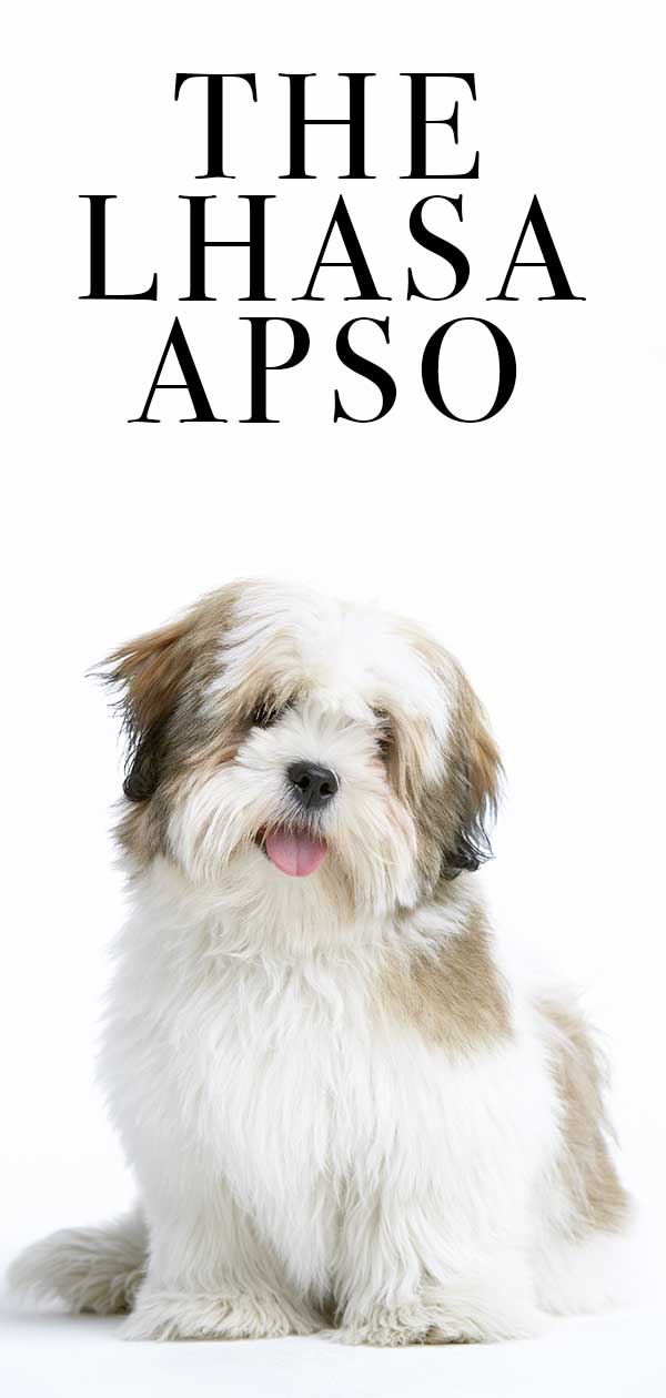 Lhasa Apso The Little Dog Packed With Personality The Happy Puppy Site