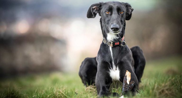 lurcher teddy