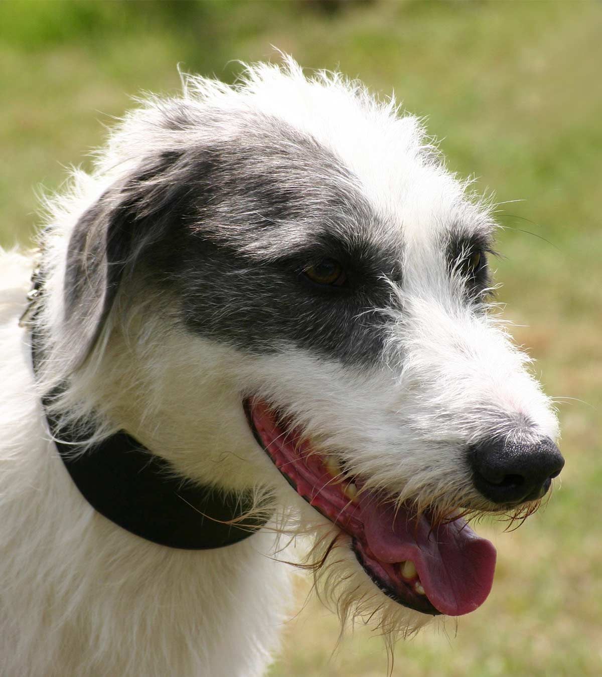 rough haired lurcher